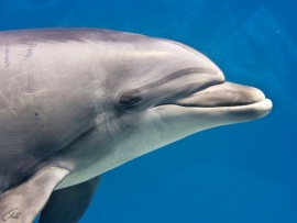 Беседы с дельфинами