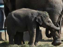 Слоны по соседству