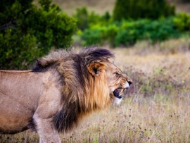 Острые клыки Саванны