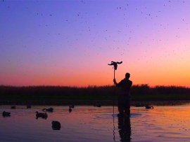 Подражая птицам