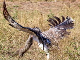 Глазами жертвы