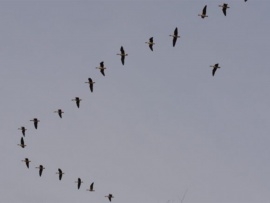 К вершинам охоты