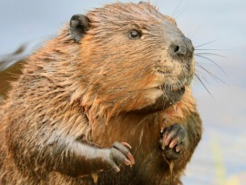 История бобра