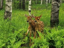 Такие разные животные