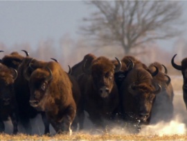 Страна спасенного великана