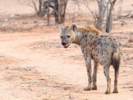 Зубастые королевы