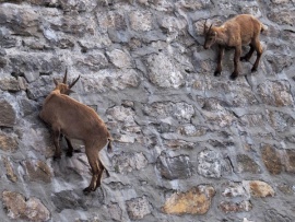Горный козёл. Жизнь на скалах