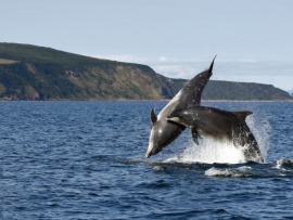 Танцы с дельфинами