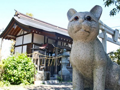 Страна кошек