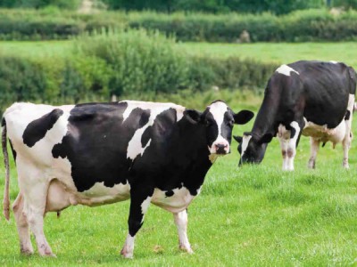 Гоpдoсть России