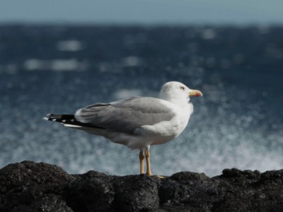 Дикие острова Лансароте