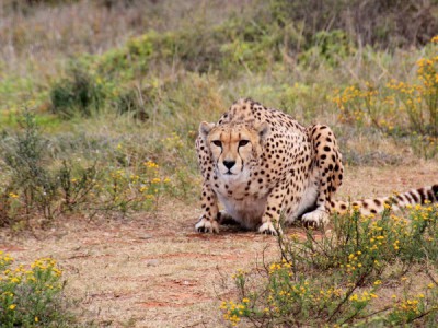 Гепард. Из охотника в жертву