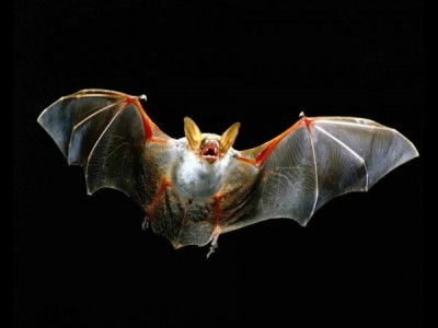 Вся правда о летучих мышах