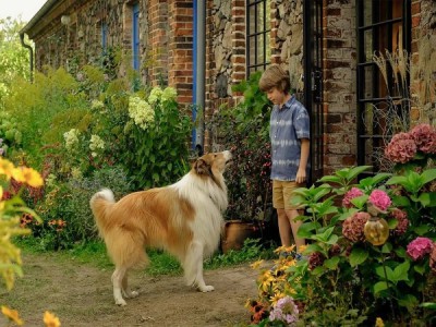 Лесси — лохматый детектив