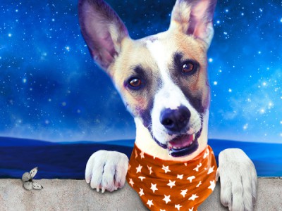 Невероятные приключения Гампи