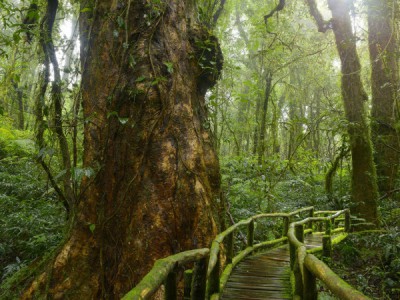 Планета джунглей