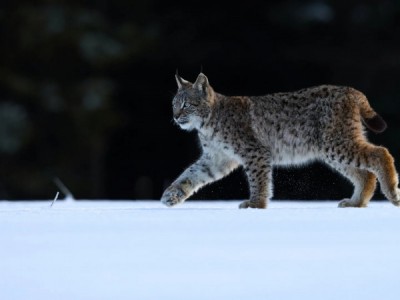 По следу рыси