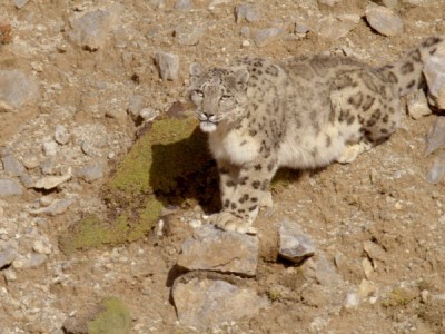 Ледяное царство снежного барса