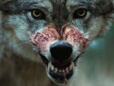 Охота на волков