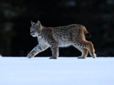 По следу рыси