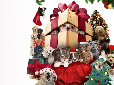 12 рождественских собак: Спасение приюта для щенков