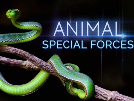 Спецназ животного мира