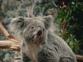 Спаситель коал