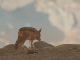 Берег шакалов Намибии