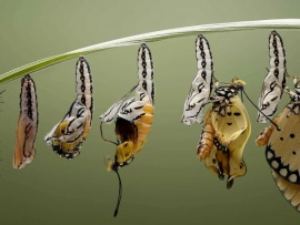 Превращение в бабочку