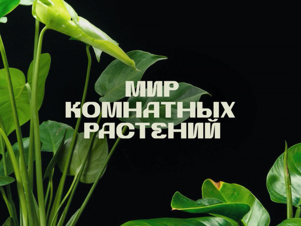 Мир комнатных растений