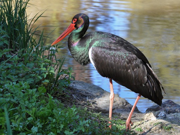 В поисках черного аиста