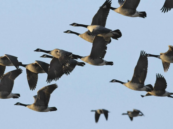 Секреты мигрирующих животных (2)