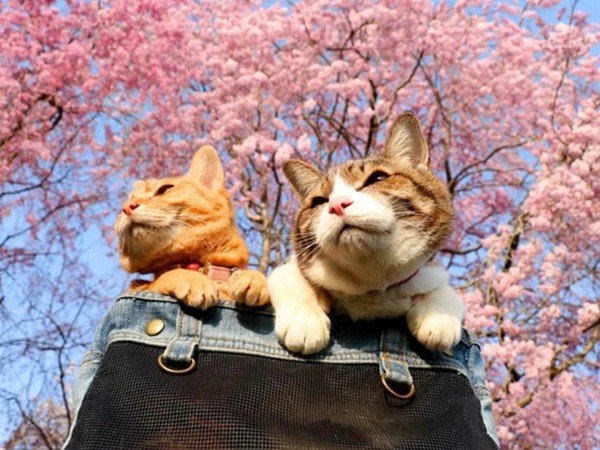 Кошки Японии (2)