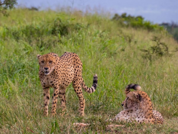 Заповедник Маньони