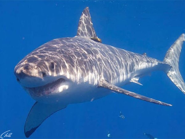 Акулы-убийцы острова Реюньон (2)