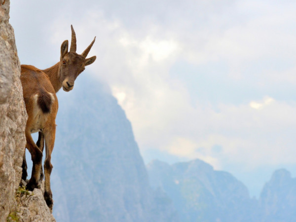 Козерог — властелин гор