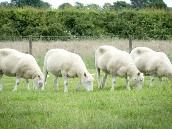 Клонирование. 2.0