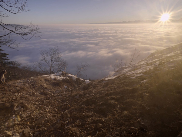 Рысь. Возвращение домой