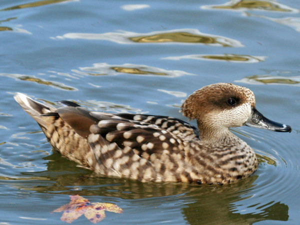 Последний мраморный чирок