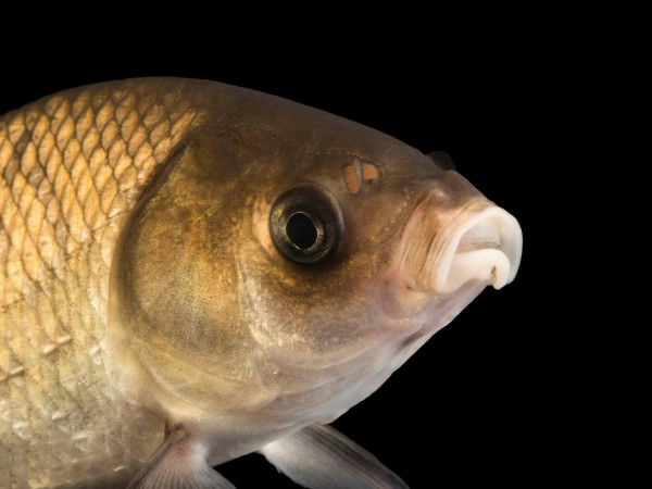 Трофейная рыбалка на Кольском полуострове