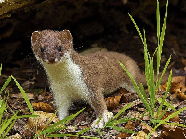 Мал, да удал (2)