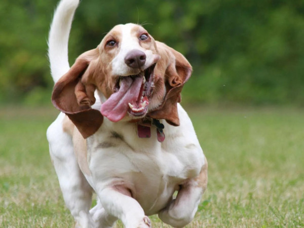 Лучшие друзья собак (2)