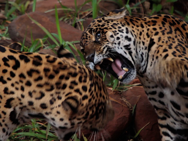 Отношения в дикой природе