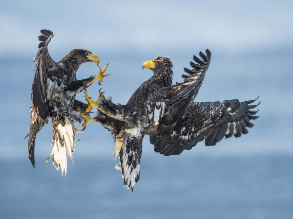 Битва за птиц