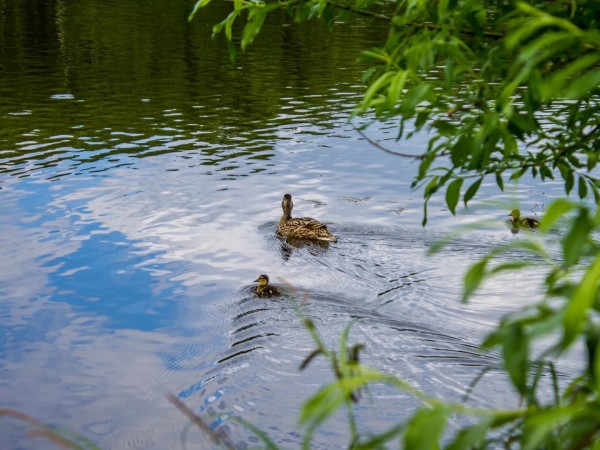 Утиные истории