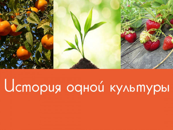История одной культуры (2)