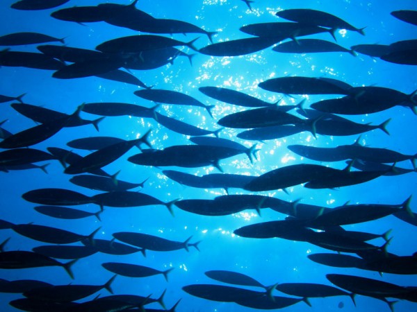 Тайные сокровища Тихого Океана