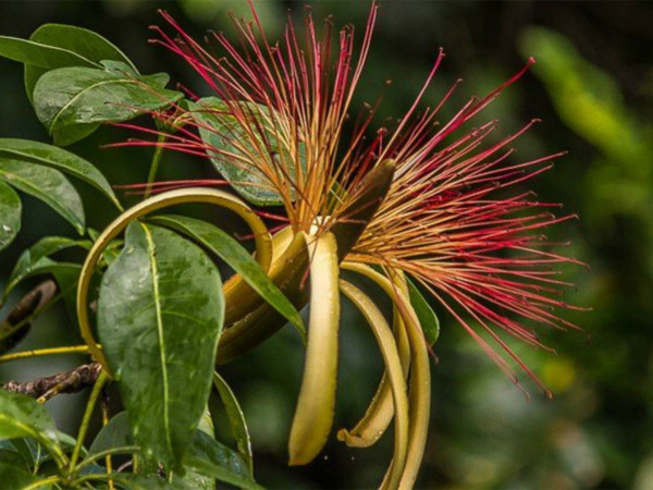 Экзотические растения