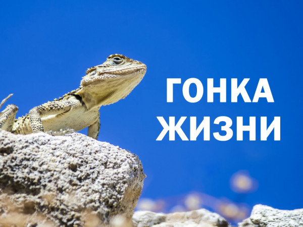 Гонка жизни