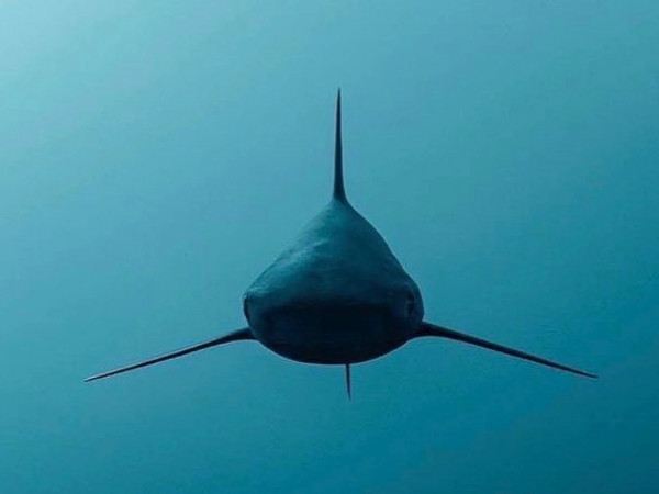 Галапагос. Царство гигантских акул